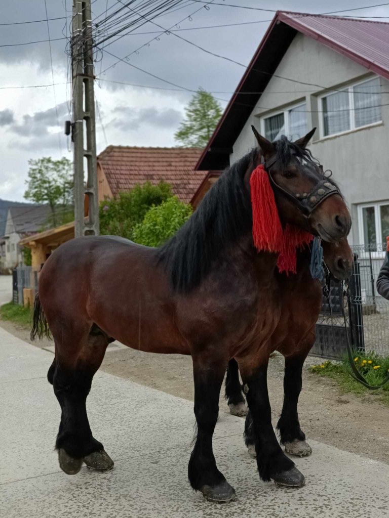 Armăsari pentru montă