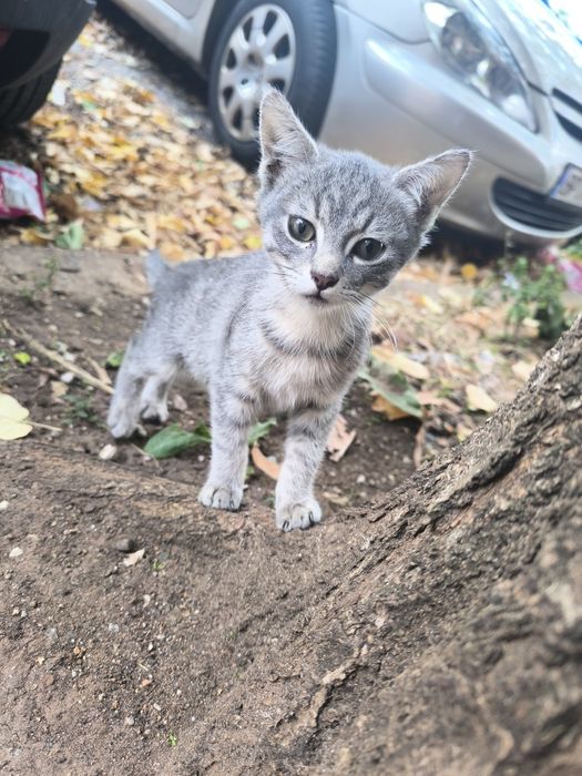 Котета търсят дом