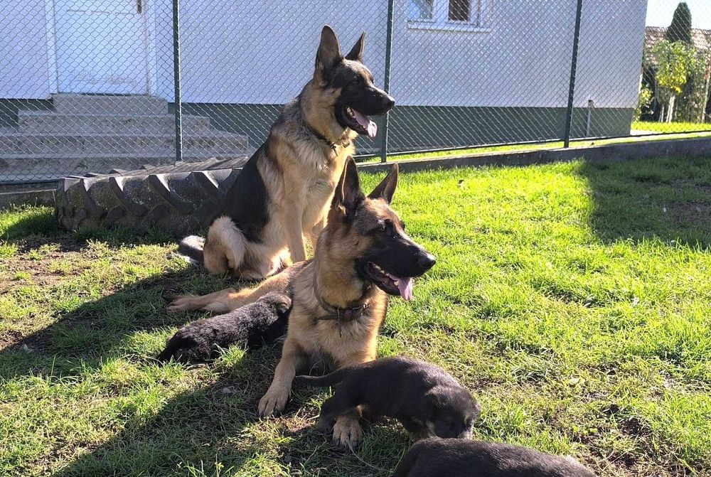 Pui Ciobanesc German