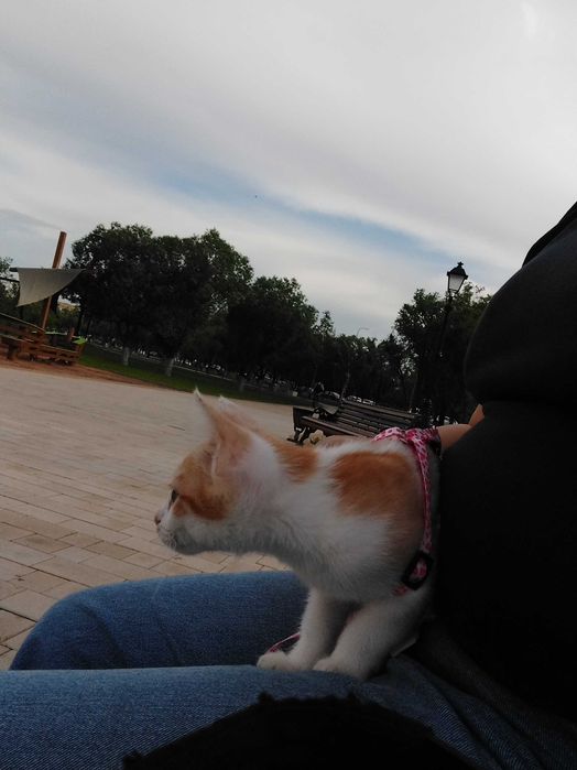 Отдам котёнка в хорошие, добрые руки