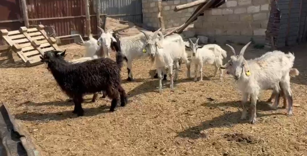 Текешік Ешкілер Туша
