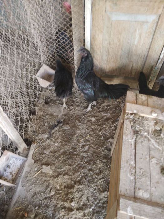 Mokiyon tovuq sotiladi