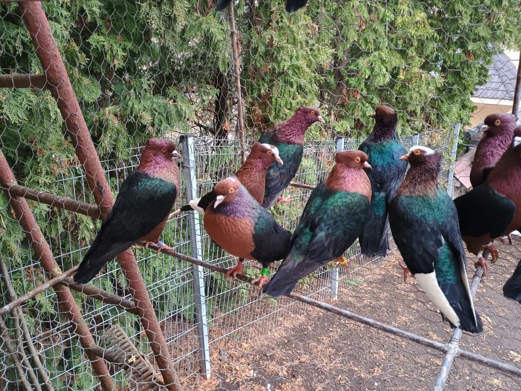 Porumbei Bronzați - Arhangheli