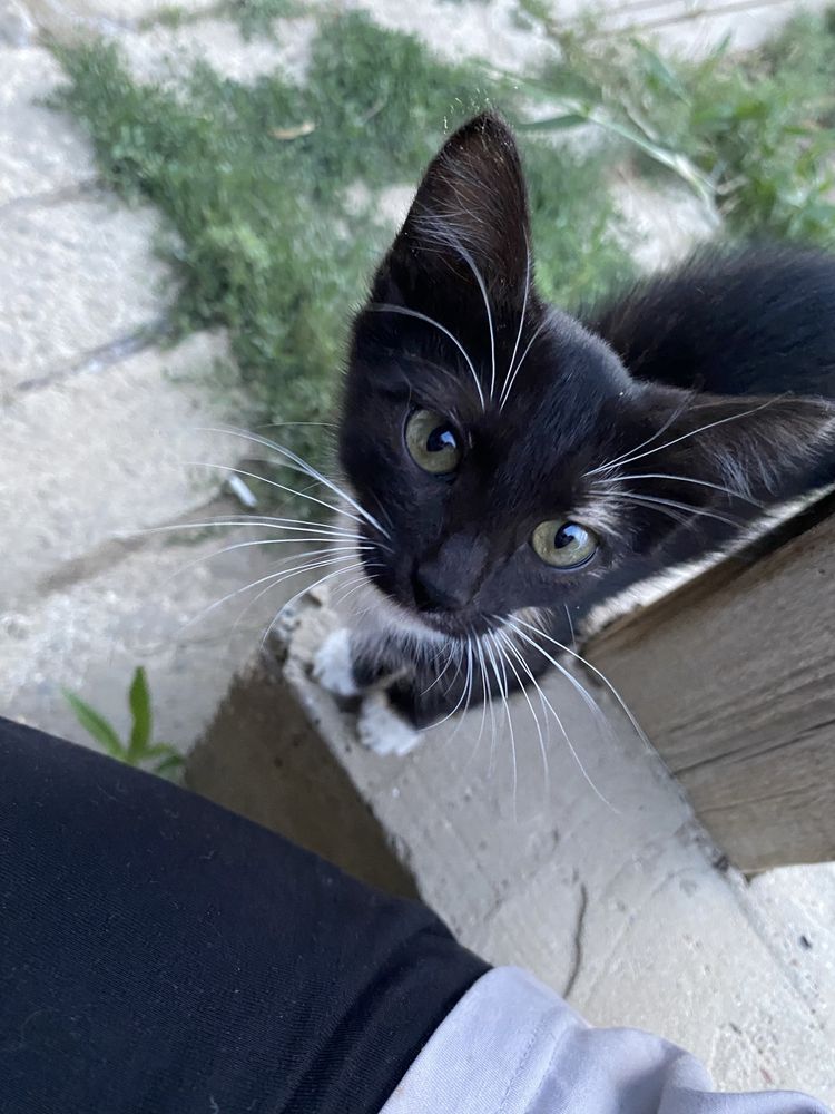 Отдаётся котёнок в добрые руки