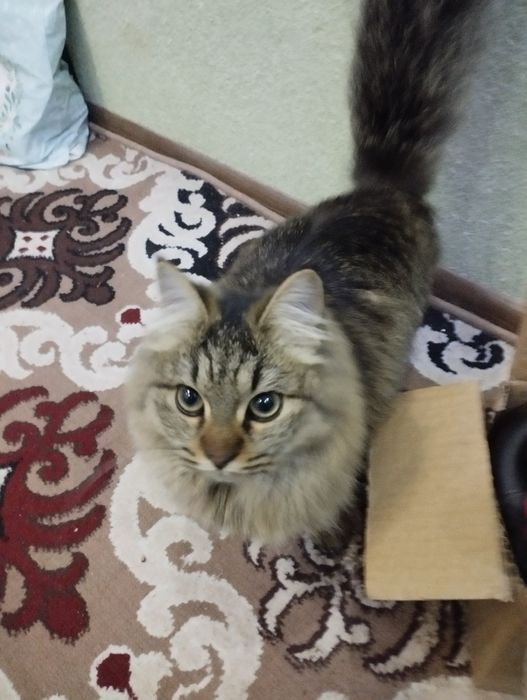 Sibir mushugi juda aqlli gapga tushunadigan mushuk