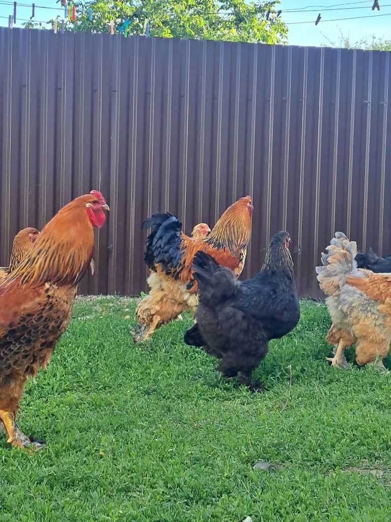 Vând cocoși și gaini brahma