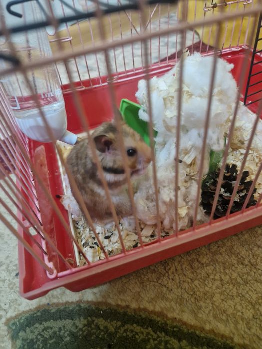 Хомяк девочка с домиком