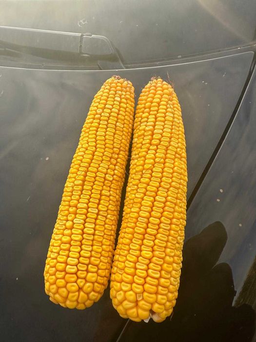 VAND PORUMB BOABE intre 14-22%