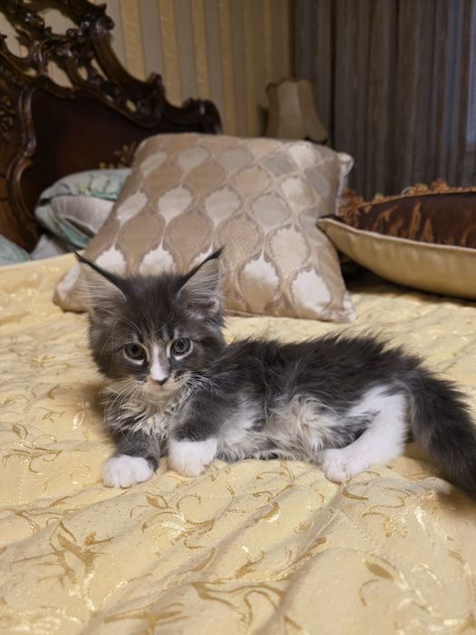 Мейн куун котета