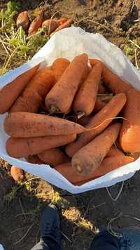 Продам морковь отличного качества, в мешках,
