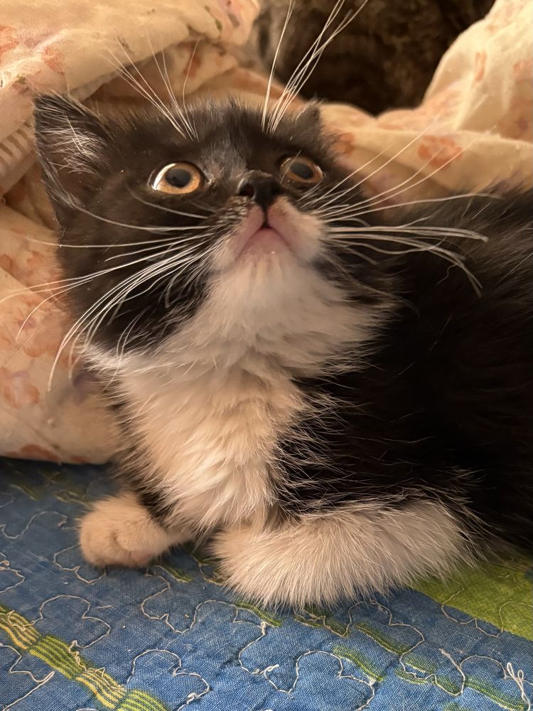 Котенок 1,5 месяца девочка