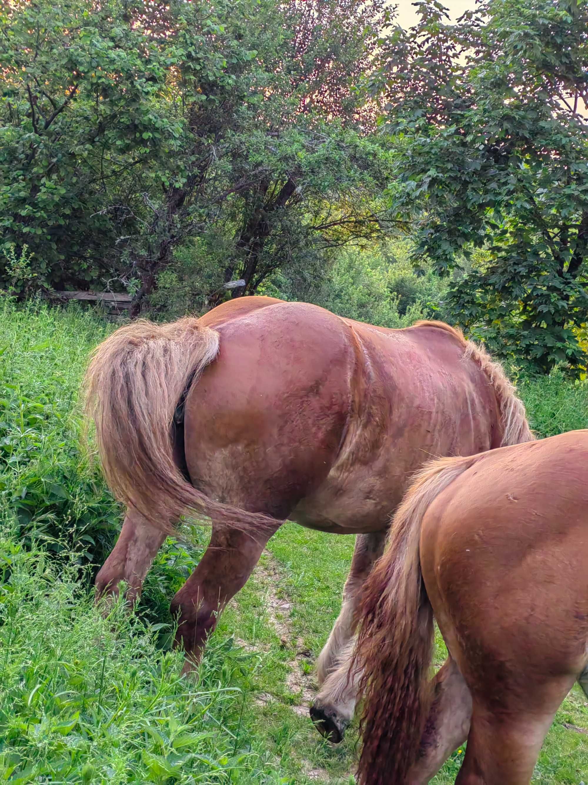 vând mânză de 3 ani