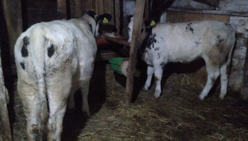 Vițele belgă de Vînzare