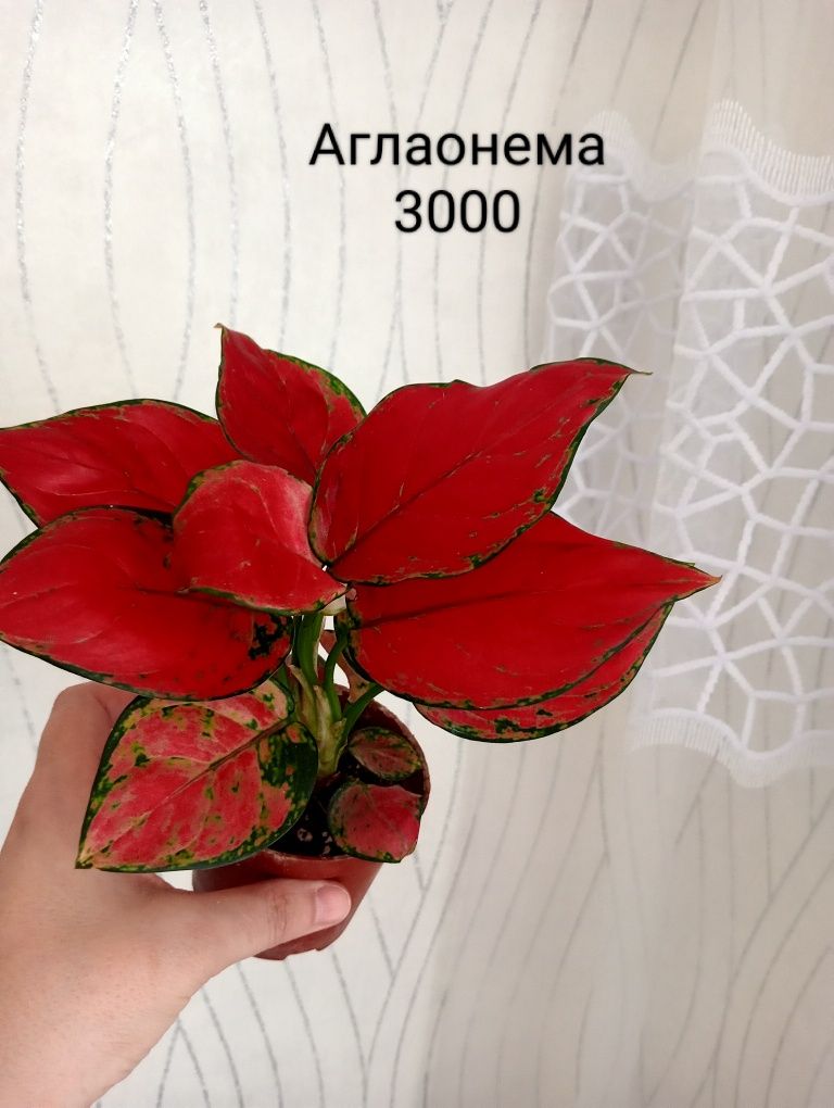 Стрелиция, Драцена, Калатея