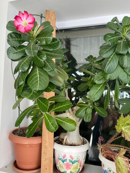 Адениум тучный. Комнатные растения