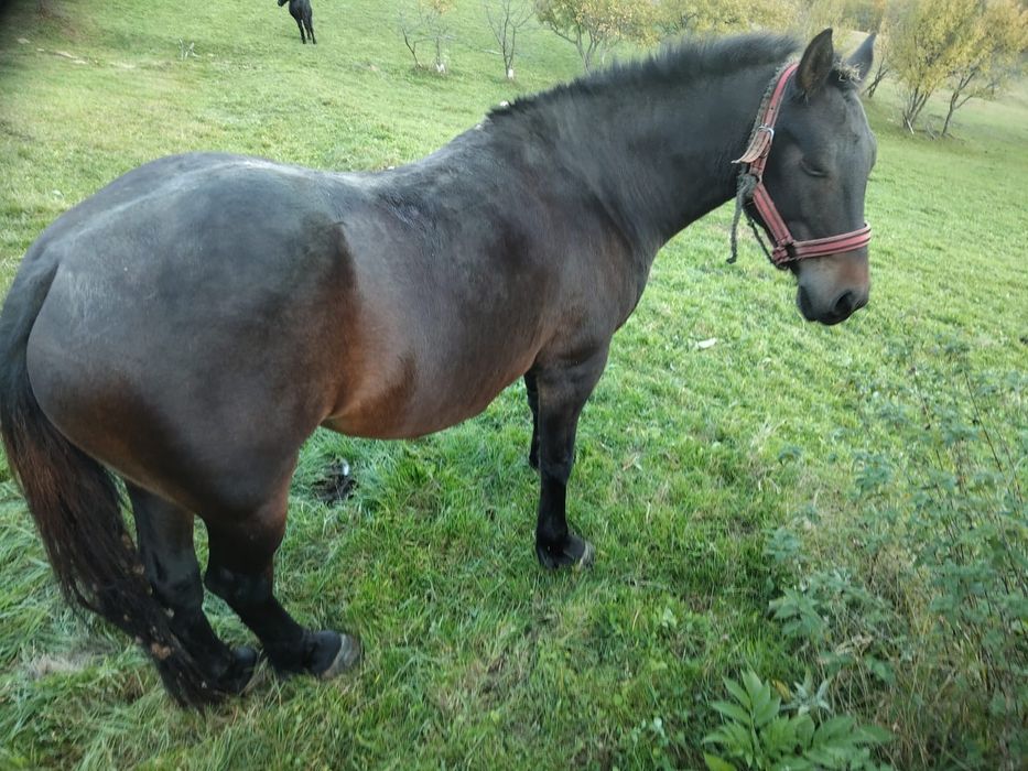 Vind iapă in vârstă de 4 ani