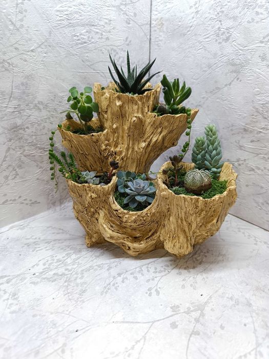 Подарок на праздник! Мини садики и Флорариумы из суккулентов!