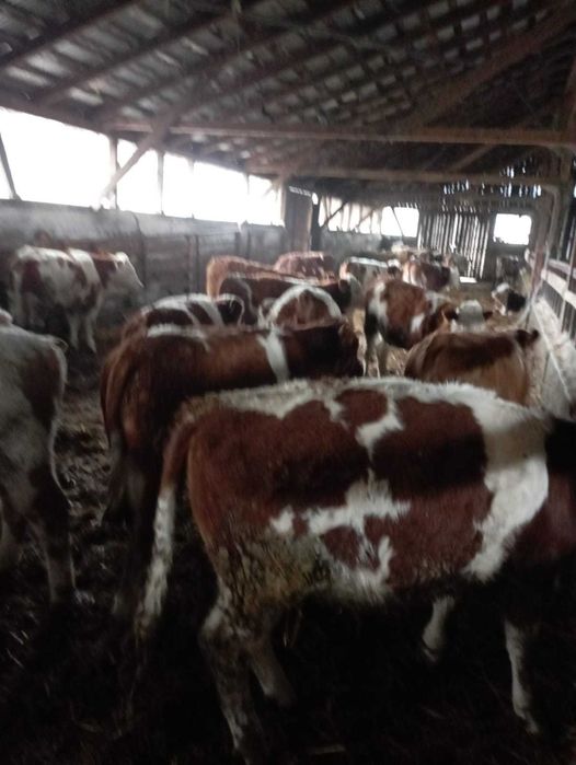 Viţei si vițele bălțată de carne