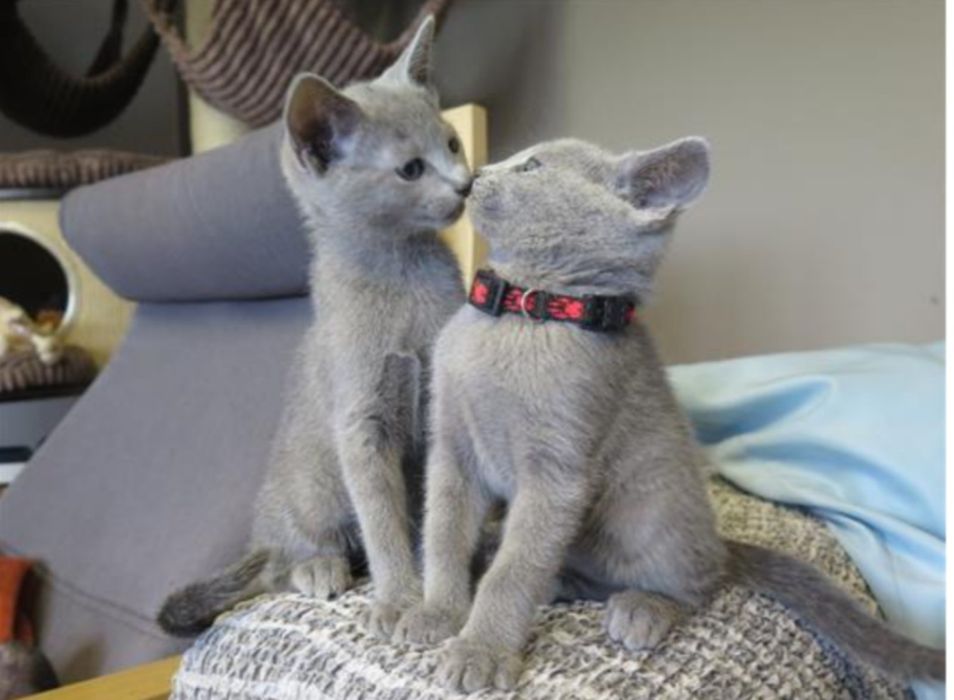 Продавам котенца,порода руска синя котка