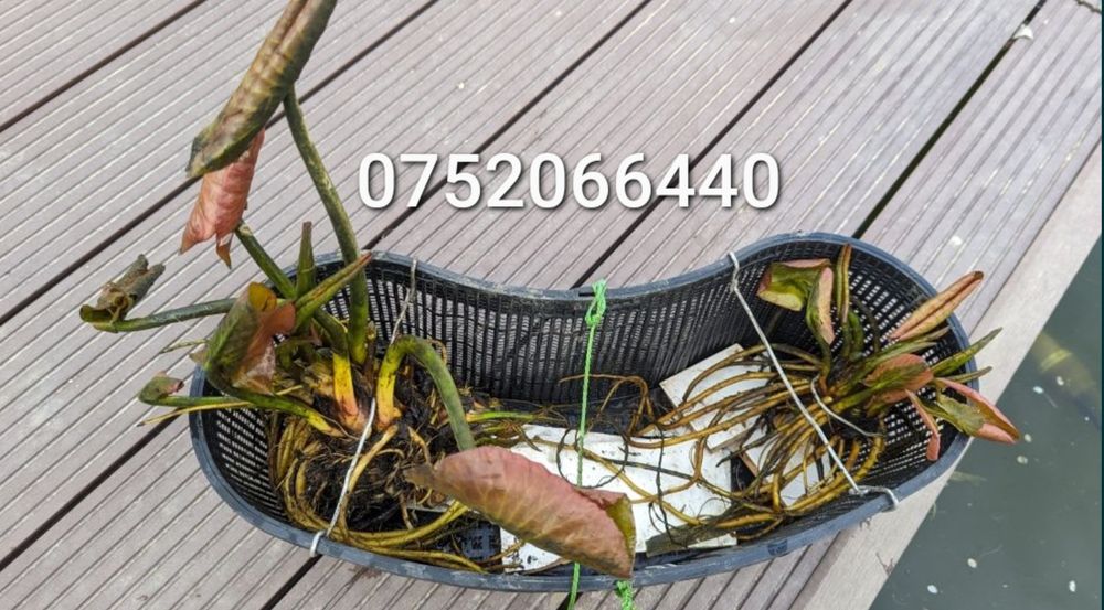 Vând nuferi roz și albi cu rizom radacini formate pentru iaz sau lac