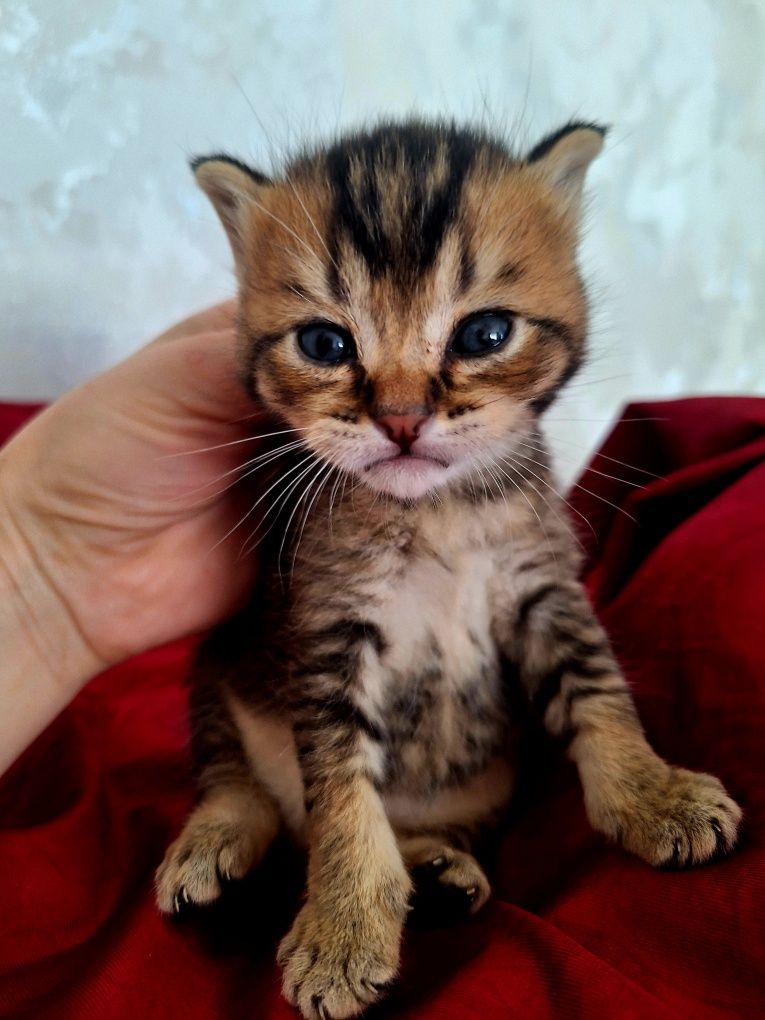 Скотиш фолд.Сотилади