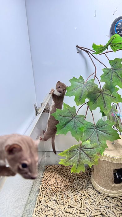 Продается ласка мальчик 9 месяцев