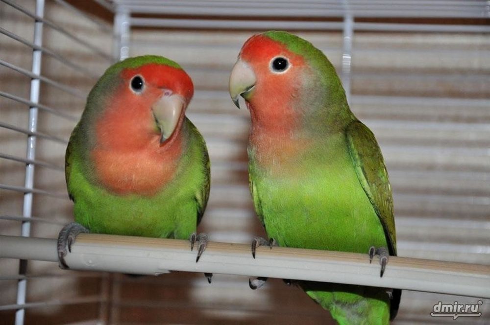 Папугаи неразлучники