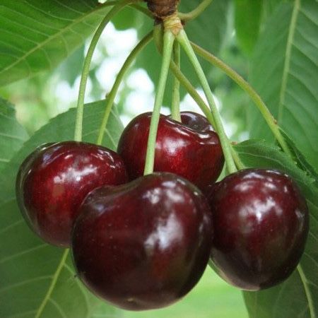 Ciresi - soiuri certificate