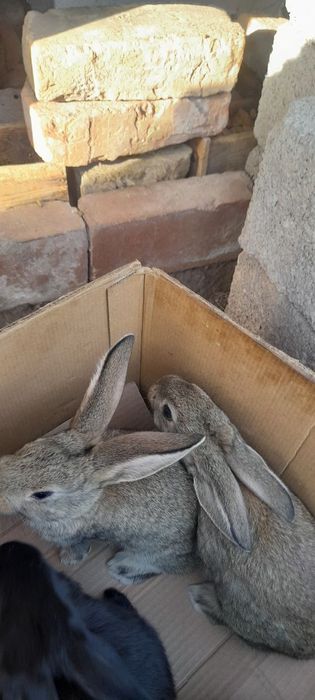 Куён боллалари сотилади