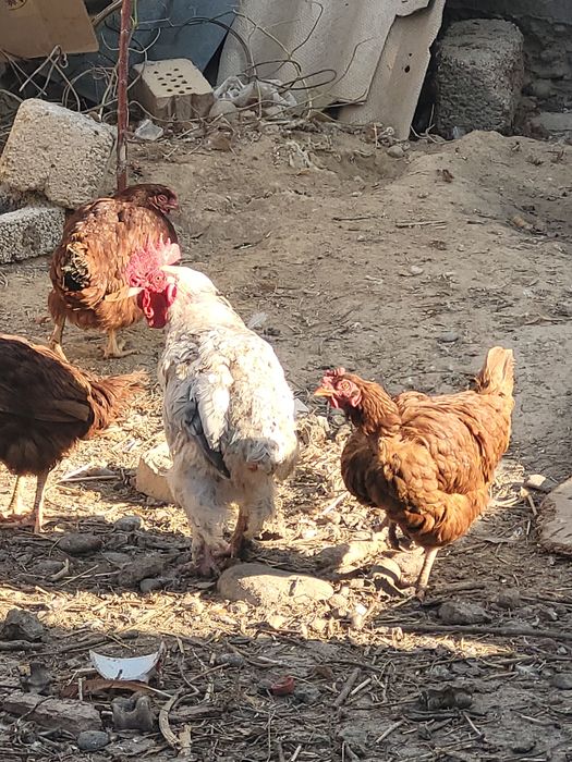 Тауык Ламанбраун, несушка