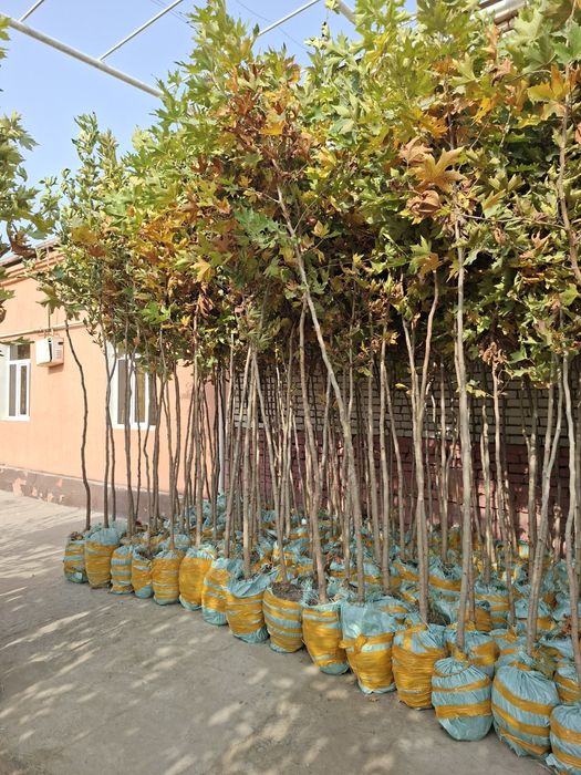 Декоратив кучатлар бор комли Manzarali ko’chatlar turpogi bilan bor