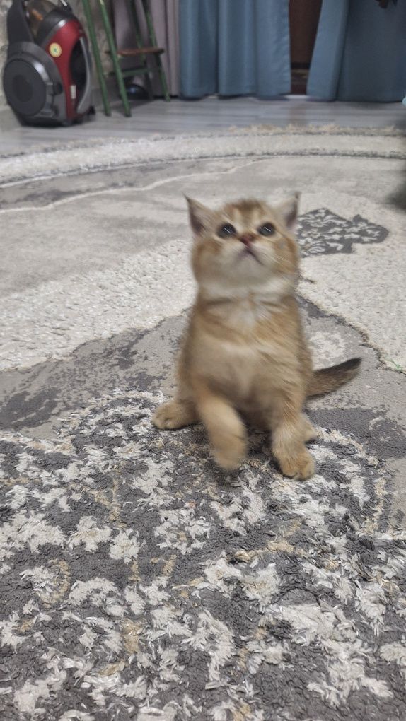 Шикарные котята скотиш фолд и скотиш страйт шиншилла