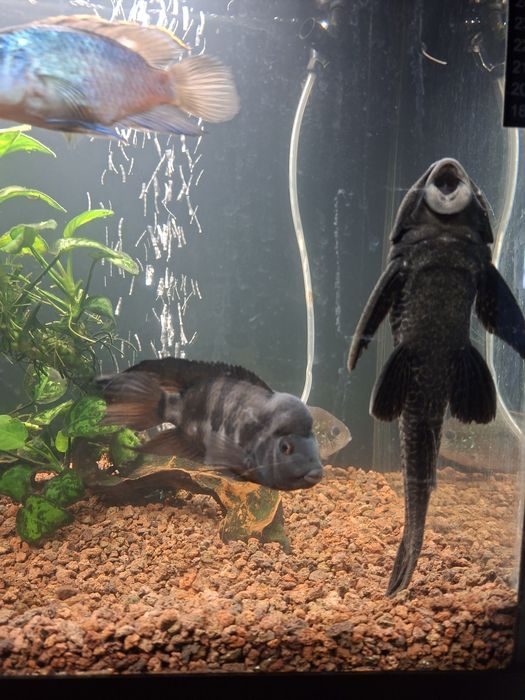 Acvariu complet ciclide