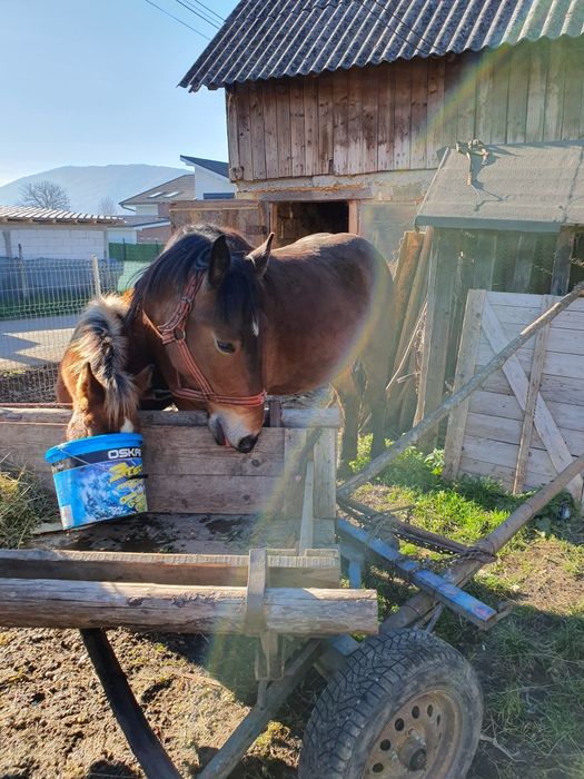 Vând iapa cu manza sau schimb  iapa are  4 ani manza 5 luni