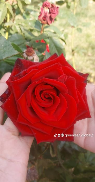 Лепкас обои покрас эмульсия