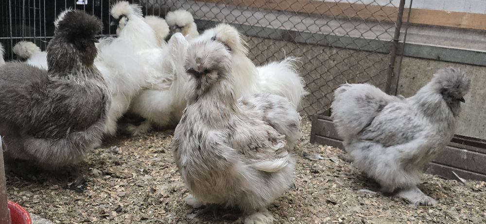 Pasari de rasa tineret și adulte