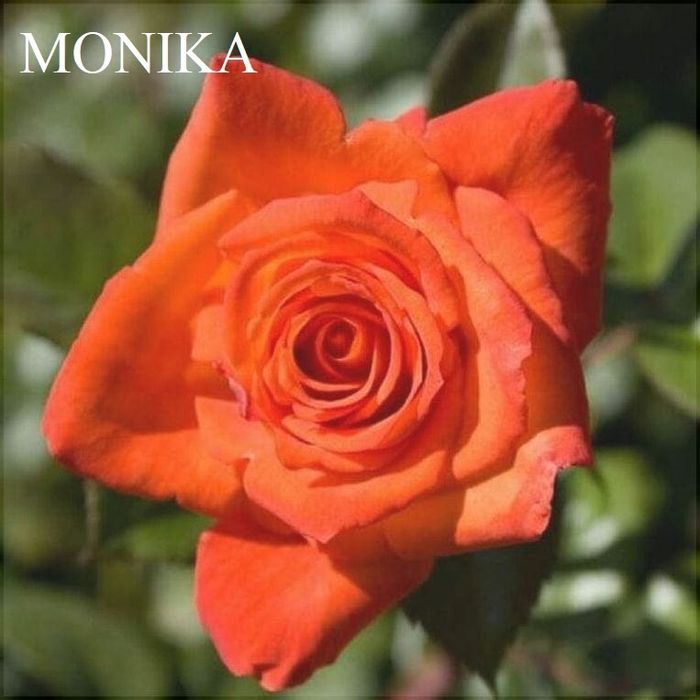 Trandafiri pomisori, diverse culori. 140 cm. Se livreaza in toata tara