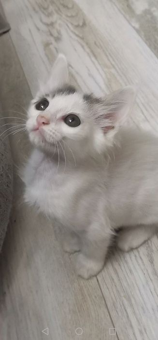 Котята бесплатно