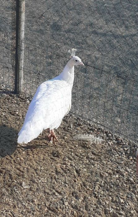 Femelă matură de paun Alb