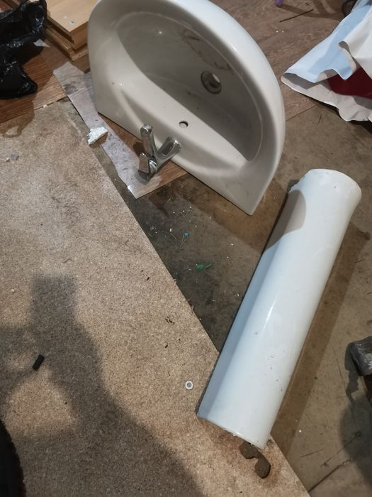 Раковина тюльпан