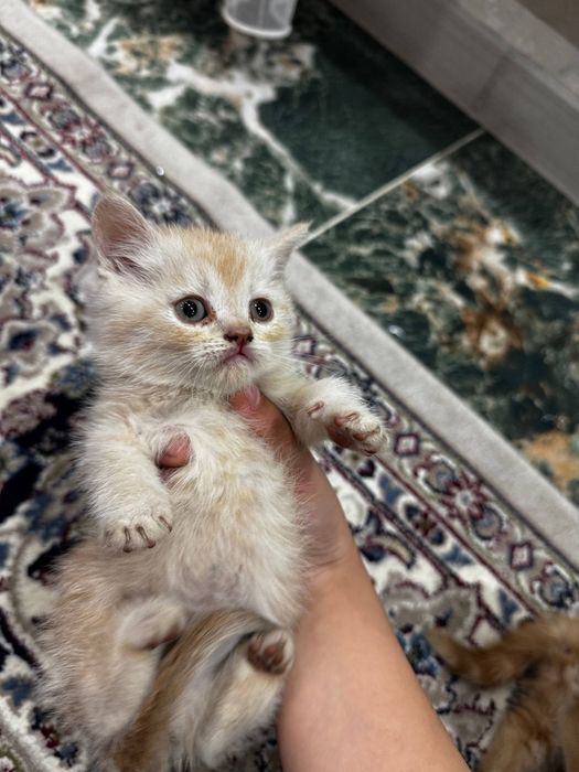 Пародистые котята