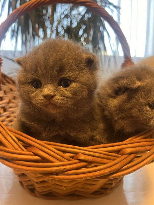 Pui brithis shorthair
