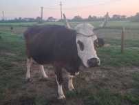 Vaca de vanzare  .