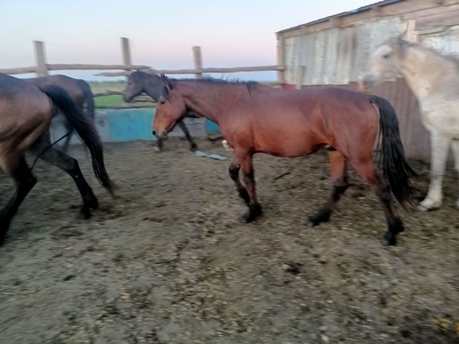 Продам лошадей разных возрастов