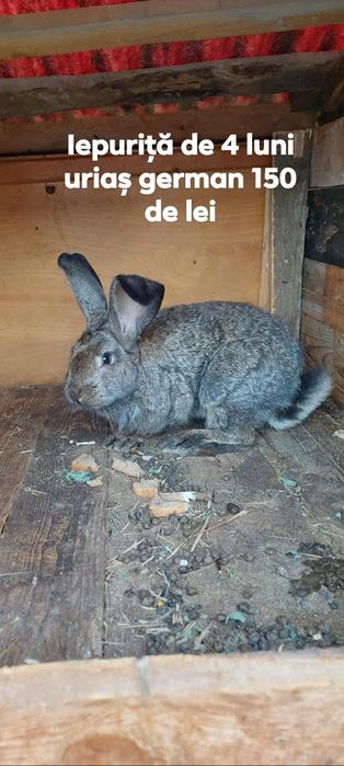 Iepurițe de vanzare