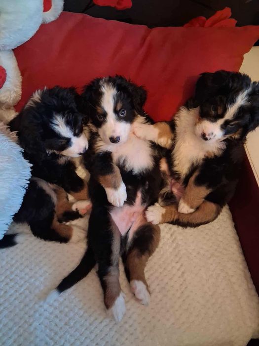 Бернски зененхунд / Швейцарско овчарка ( пастирско ) куче