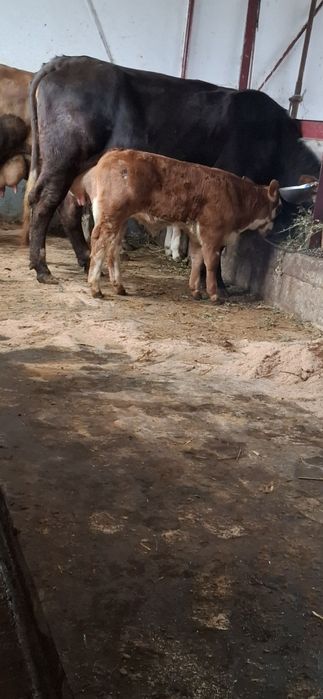 De vânzare vaca cu vitel de o luna Pascani jud iasi