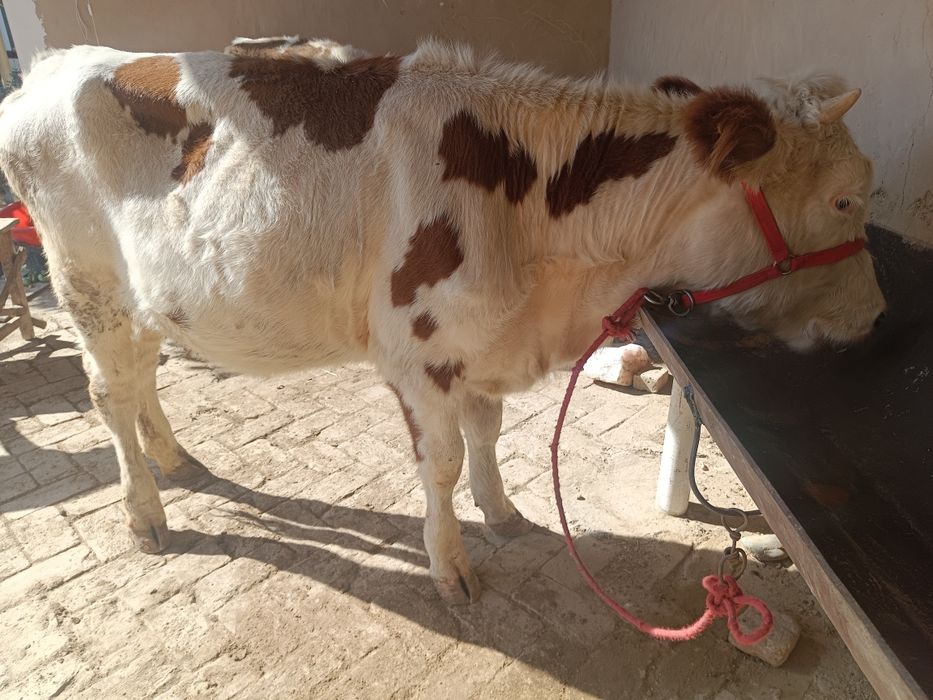 Smental Australia ginojin sotiladi 1 oylik bugoz