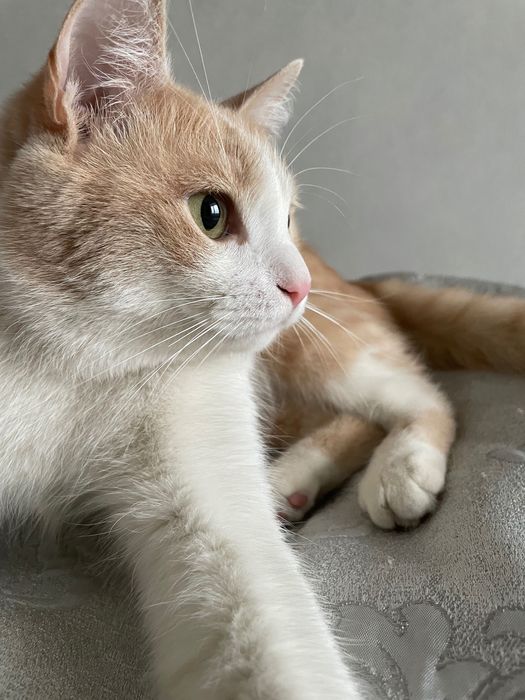 Пропал кот бело-рыжий