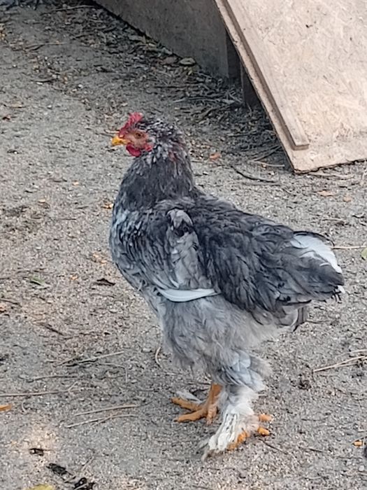 Cocoși 50 lei bucata